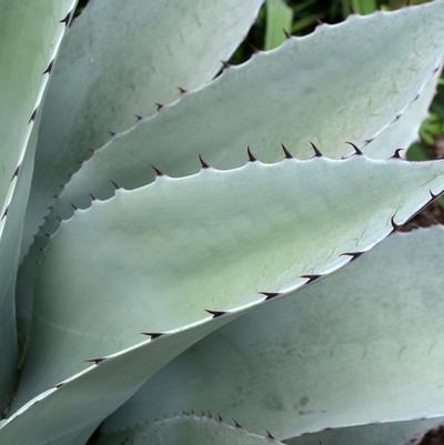 Agave ovatifolia 