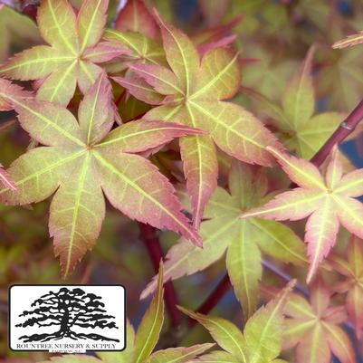 Acer palmatum Shindeshojo