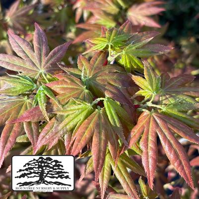 Acer JAPONICA IIJIMA SUNAGO