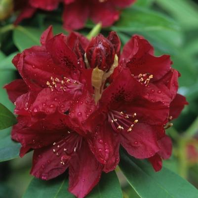 Rhododendron Northern Lights hybrid Golden Lights