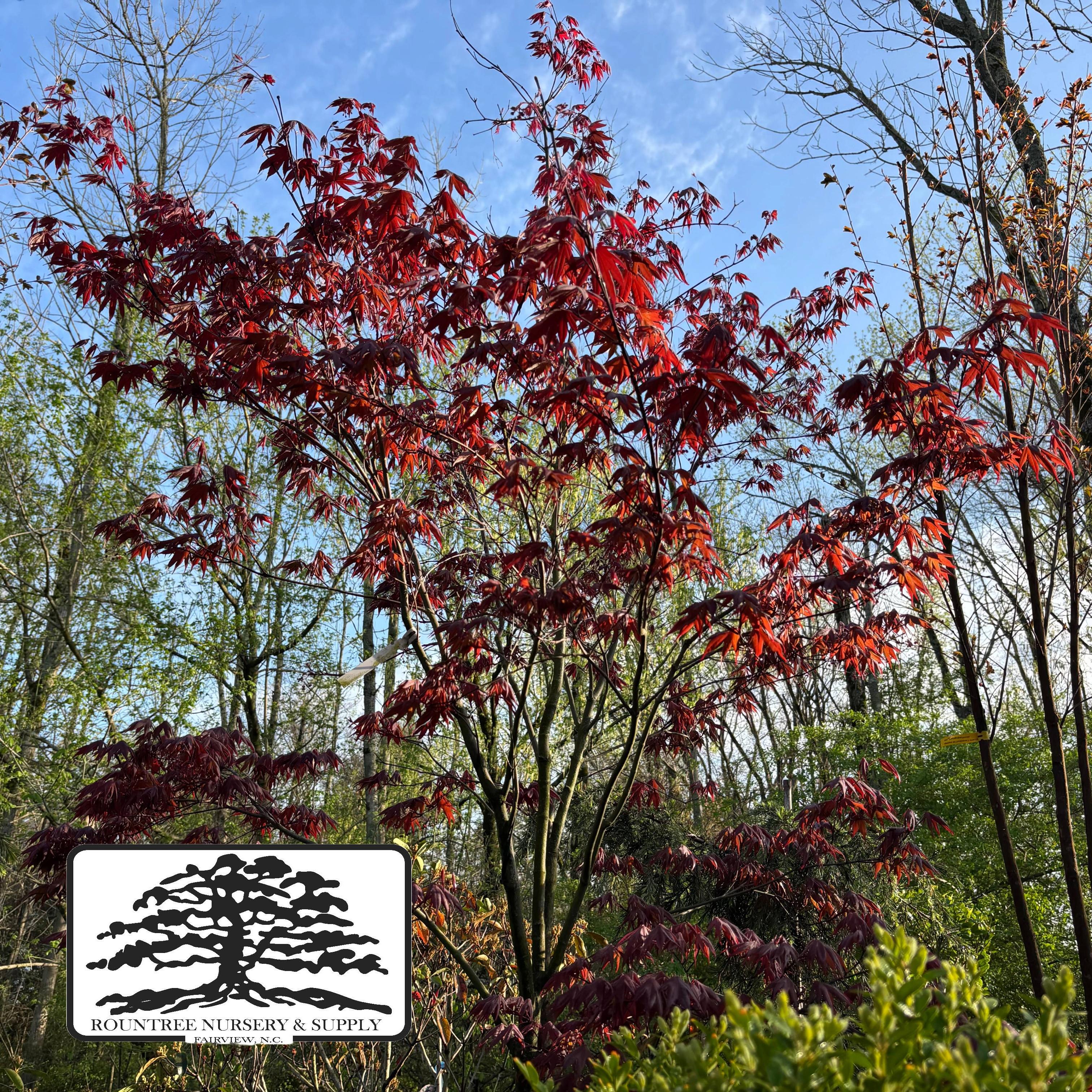Acer palmatum var. atropurpureum 