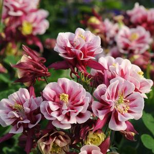 Aquilegia vulgaris Winky Double Red & White