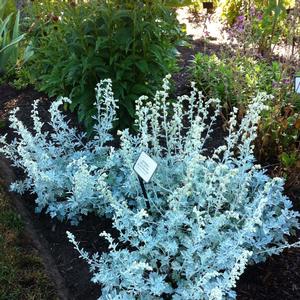 Artemisia stelleriana Silver Brocade