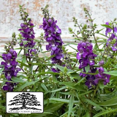 Angelonia angustifolia Serena® Purple