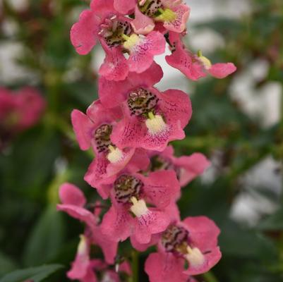Angelonia angustifolia Archangel™ Coral Improved