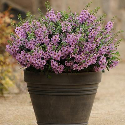 Angelonia angustifolia Archangel™ Pink Improved