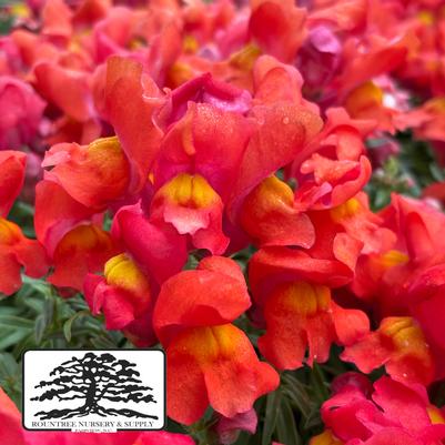 Antirrhinum majus Snapshot™ Orange