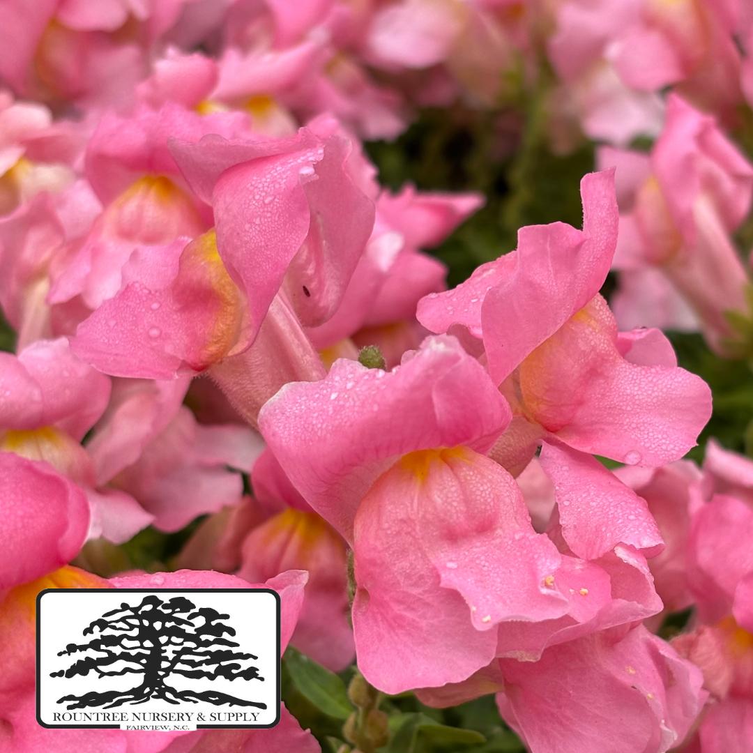 Antirrhinum majus Snapshot™ Pink
