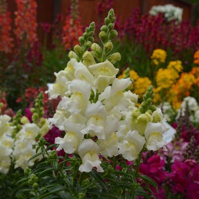 Antirrhinum majus Snapshot™ White