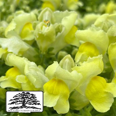 Antirrhinum majus Snapshot™ Yellow
