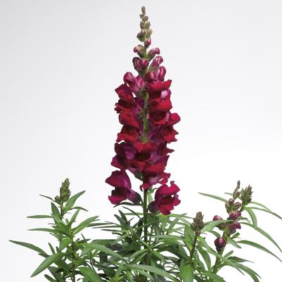 Antirrhinum majus Liberty Classic™ Crimson