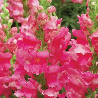 Antirrhinum majus Liberty Classic™ Rose Pink