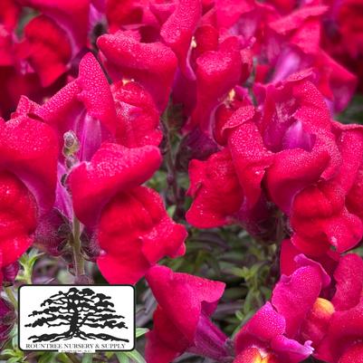 Antirrhinum majus Snapshot™ Red