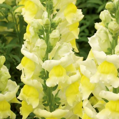 Antirrhinum majus Liberty Classic™ Yellow