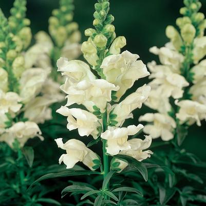 Antirrhinum majus Liberty Classic™ White