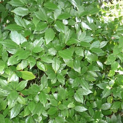 Aucuba japonica Rozanne