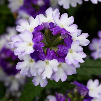 Verbena peruviana Firehouse™ Blue Fizz