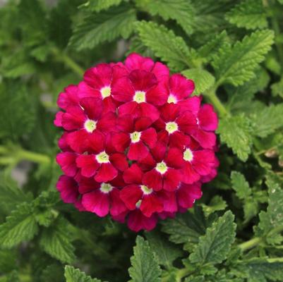 Verbena peruviana Firehouse™ Burgundy Improved