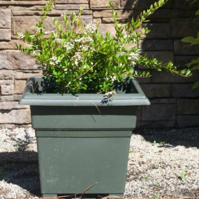 Viburnum obovatum Raulston's Hardy