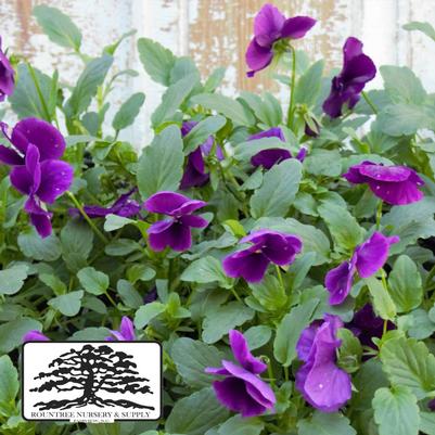 Viola cornuta ColorMax Clear Purple