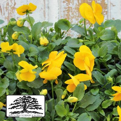 Viola cornuta ColorMax Clear Yellow