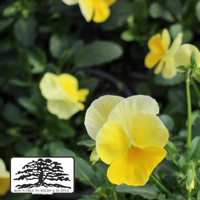 Viola cornuta ColorMax Lemon Splash