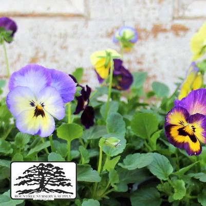 Viola cornuta ColorMax Lemonberry Pie Mix