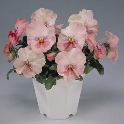 Viola x wittrockiana Ultima Pink Shades