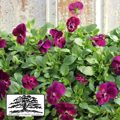 Viola cornuta ColorMax Purple Glow