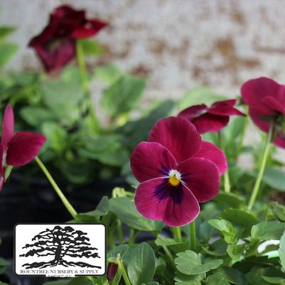 Viola cornuta ColorMax Rose Blotch