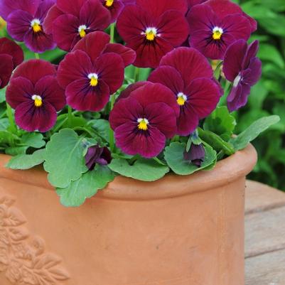 Viola cornuta Sorbet® Carmine Rose