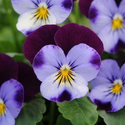 Viola cornuta Sorbet® XP Denim Jump Up
