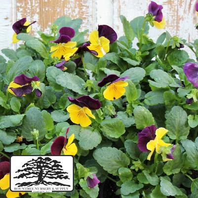 Viola cornuta ColorMax Yellow Jump Up