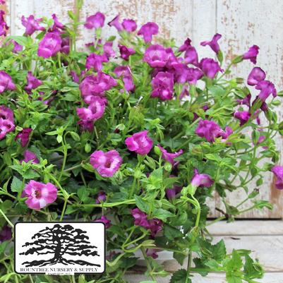 Torenia Summer Wave® Large Amethyst