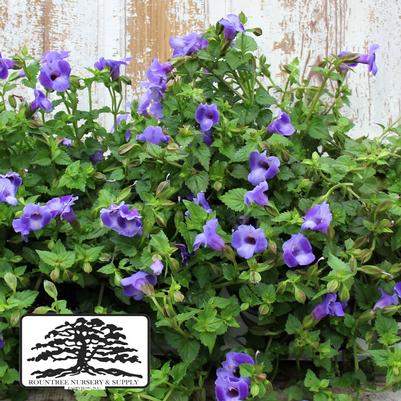 Torenia Summer Wave® Large Blue