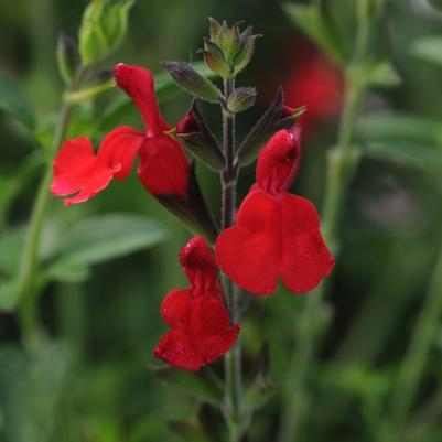 Salvia greggii Radio Red