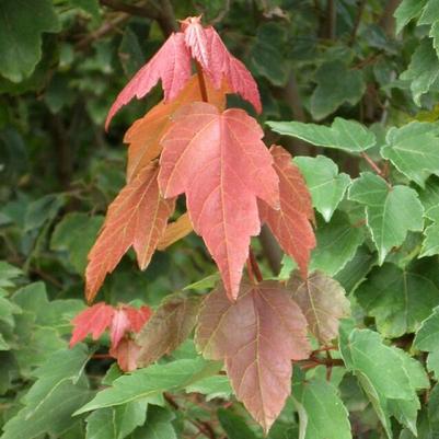 Acer rubrum Summer Red®