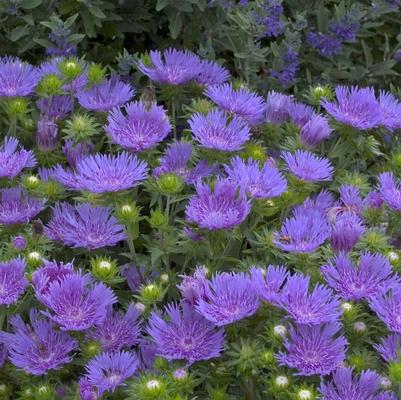 Stokesia Peachie's Pick