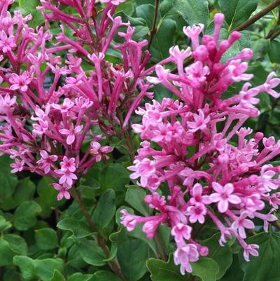 Syringa Bloomerang® Dwarf Pink