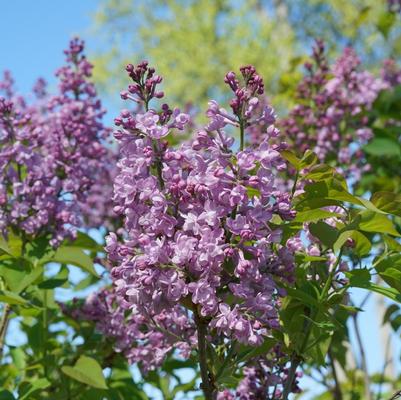 Syringa x hyacinthiflora Scentara® Double Blue
