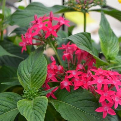 Pentas lanceolata Graffiti® Lipstick