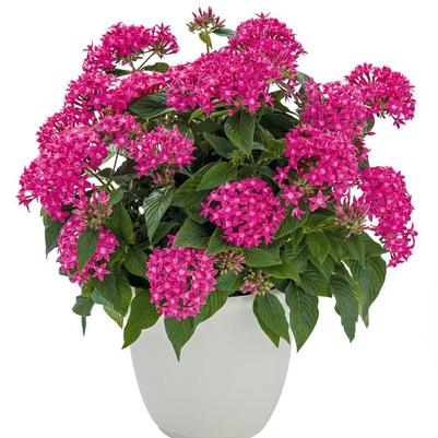 Pentas lanceolata Graffiti® True Pink