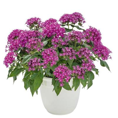 Pentas lanceolata Graffiti® Ultra Violet