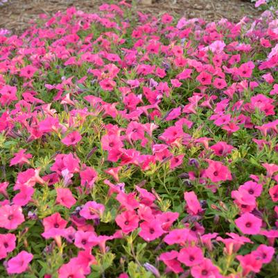 Petunia Supertunia Vista® Fuchsia