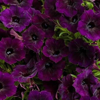 Petunia Supertunia Mini Vista® Midnight