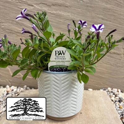 Petunia Supertunia® Mini Vista™ Violet Star