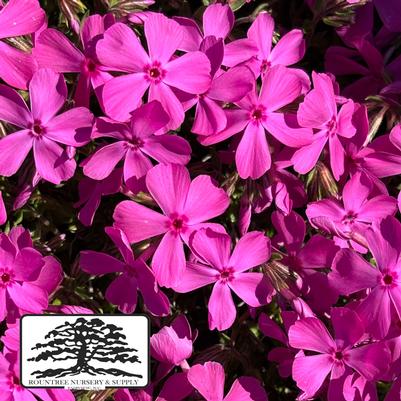 Phlox subulata Drummond's Pink