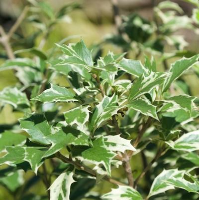 Osmanthus heterophyllus Variegatus