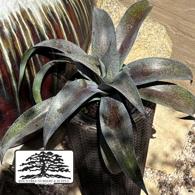 Mangave Mad about Mangave® Aztec King