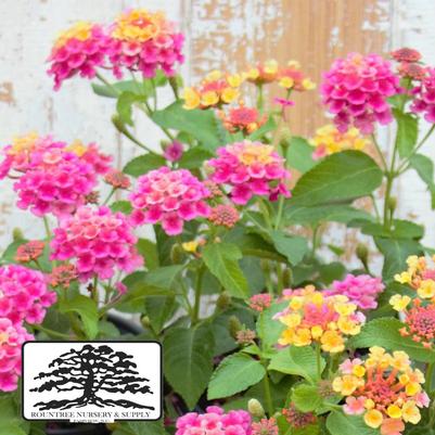 Lantana camara Landmark™ Sunrise Rose